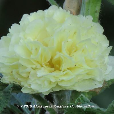 Stokroos - Alcea rosea 'Chater's Double Yellow'