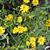 Buphthalmum salicifolium 'Alpengold'
