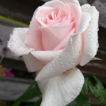 Rosa 'Prince Jardinier'