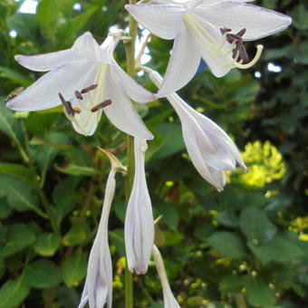 Hosta 'Undulata Mediovariegata'