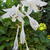 Hosta 'Undulata Mediovariegata'