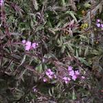 Verbena officinalis var. grandiflora 'Bampton - IJzerhard - Verbena officinalis var. grandiflora 'Bampton