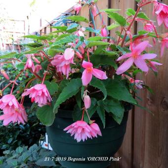 Begonia 'ORCHID Pink'