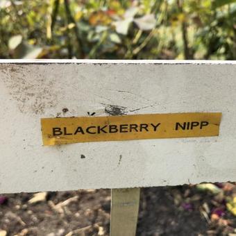 Rosa 'Blackberry Nip'