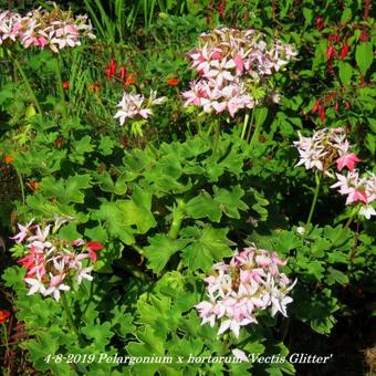 Pelargonium x hortorum 'Vectis Glitter' (stellartype)