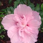 Hibiscus syriacus 'Pink CHIFFON' - Altheastruik - Hibiscus syriacus 'Pink CHIFFON'