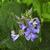Clematis heracleifolia 'New Love'