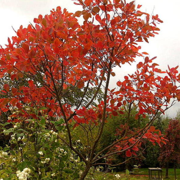 lade Smeren voorjaar Pruikenboom - Cotinus coggygria - Sierheesters - Struiken - Planten online  kopen | Tuinadvies