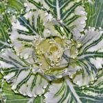 Brassica oleracea var. acephala (sierkool) - Sierkool