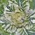 Brassica oleracea var. acephala (sierkool)
