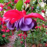 Fuchsia 'Lilac Lustre' - Bellenplant