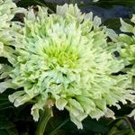 Chrysanthemum 'Osorno' - Troschrysant