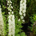 Actaea racemosa - Christoffelkruid, Zilverkaars