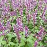 Agastache 'Purple Haze' - Anijsplant/Dropplant