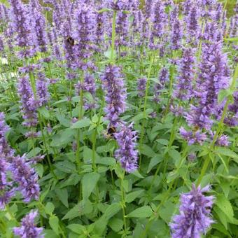 Agastache 'Serpentine'