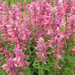 Agastache mexicana 'Red Fortune' - Anijsplant/Dropplant