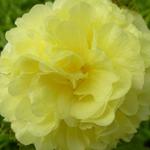 Alcea rosea 'Chater's Double Yellow' - Stokroos