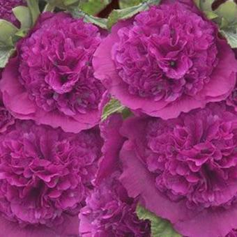 Alcea rosea 'Chater's Double Purple'
