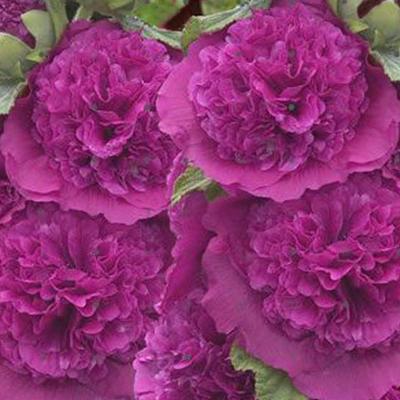Stokroos - Alcea rosea 'Chater's Double Purple'