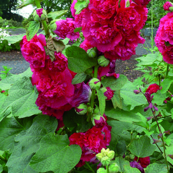 Alcea rosea 'Chater's Double Red'