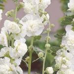Alcea rosea 'Chater's Double White' - Stokroos
