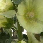 Alcea rosea Spotlight 'Sunshine' - Stokroos
