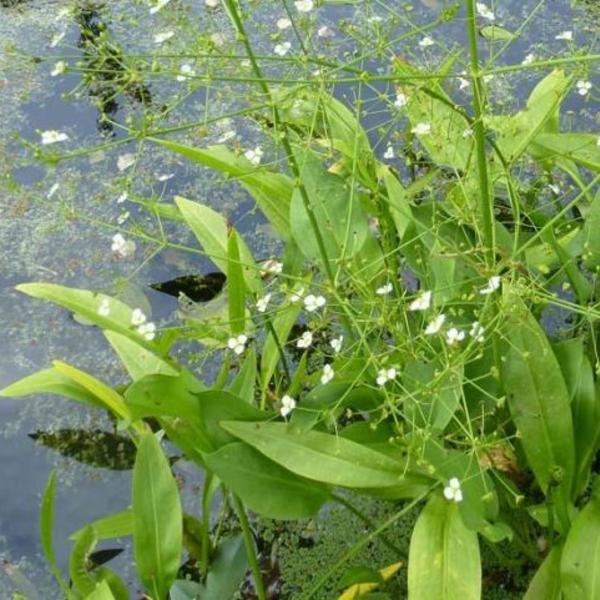 Grote waterweegbree - Alisma plantago-aquatica