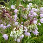 Allium cernuum 'Hidcote' - Amerikaanse look - Allium cernuum 'Hidcote'