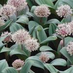Allium karataviense - Sierui - puinlook - Allium karataviense