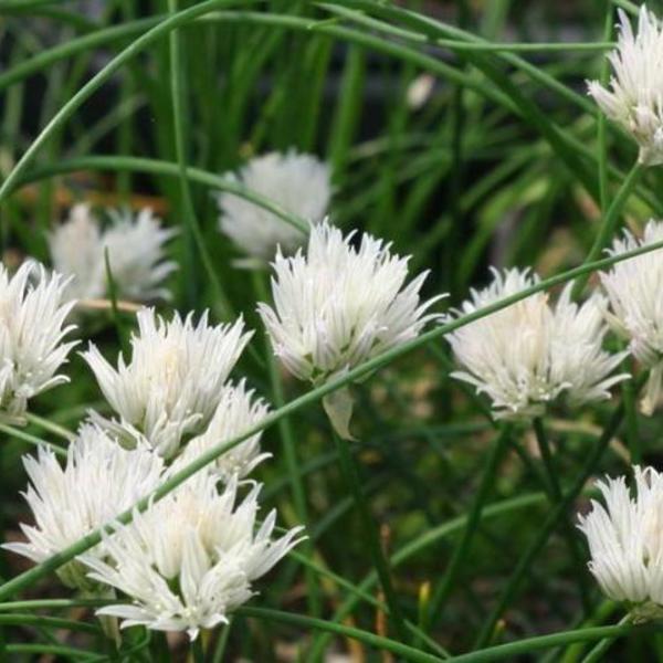 Witte bieslook - Allium schoenoprasum 'Corsican White'
