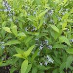 Amsonia tabernaemontana var. salicifolia - Stermaagdenpalm - Amsonia tabernaemontana var. salicifolia
