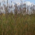 Baardgras - Andropogon gerardii 'Prairie Sommer'