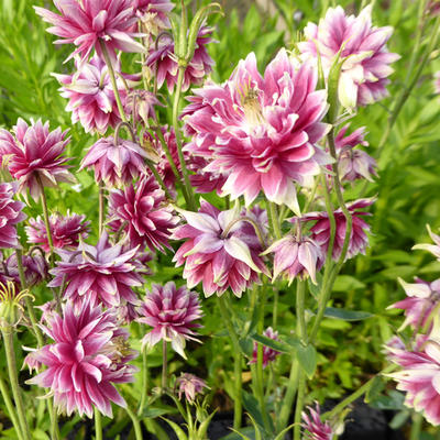 Aquilegia 'Nora Barlow' - Akelei