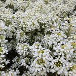 Arabis procurrens ‘Neuschnee’ - Scheefkelk