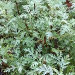 Artemisia abrotanum 'Courson' - Citroenkruid