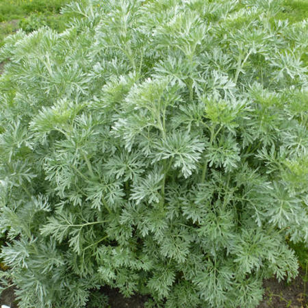 Regenboog Specificiteit Boodschapper Alsem, absinth - Artemisia absinthium - Vaste planten - Planten online kopen  | Tuinadvies
