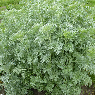 Alsem, absinth - Artemisia absinthium