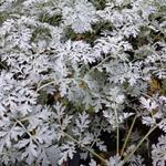 Alsem - Artemisia absinthium 'Lambrook Silver'