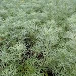 Artemisia 'Canescens' - Alsem