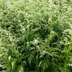 Artemisia lactiflora - Witte bijvoet