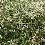 Artemisia lactiflora 'Guizhou' - Alsem, Bijvoet - Artemisia lactiflora 'Guizhou'