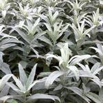 Artemisia ludoviciana 'Valerie Finnis' - Alsem, Bijvoet, Edelruit - Artemisia ludoviciana 'Valerie Finnis'