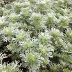 Artemisia schmidtiana 'Nana' - Alsem - Artemisia schmidtiana 'Nana'