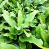 Tongvaren - Asplenium scolopendrium