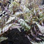 Japanse regenboog - Athyrium niponicum var. pictum 'Pewter Lace'
