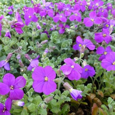 Randjesbloem - Aubrieta 'Cascade Purple'