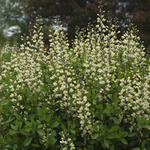 Baptisia australis  'DECADENCE Vanilla Cream' - Valse indigo - Baptisia australis  'DECADENCE Vanilla Cream'