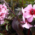 Bergenia DRAGONFLY 'Sakura' - Schoenlappersplant