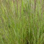 Calamagrostis x acutiflora 'Overdam' - Bont struisriet - Calamagrostis x acutiflora 'Overdam'
