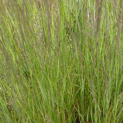 Calamagrostis x acutiflora 'Overdam' - Bont struisriet